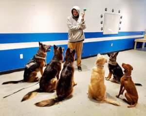Loyal K-9