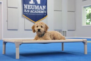 Neuman K-9 Academy, Inc.