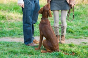 Pack Leader Behavior & Training