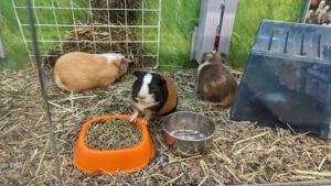 PetSmart Dog Training