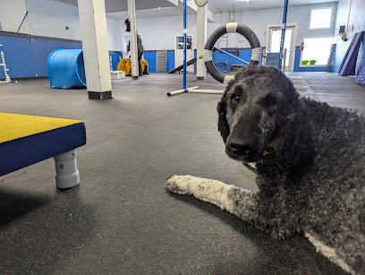 The Canine Coach – South Minneapolis