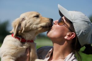 Augusta Dog Training And Doggy Daycare – Long Lake