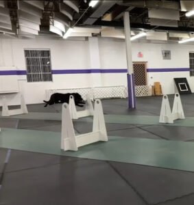 Bloomington Obedience Training Club