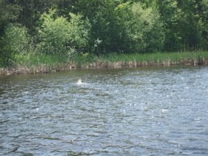 Norse Retrievers – labrador breeding & dog training
