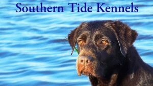 Southern Tide Kennels