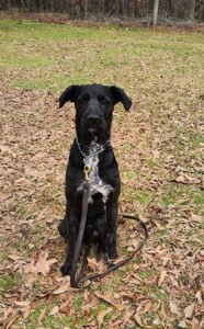 The Internationa K9 Foundation