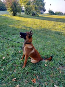Collier Kennels