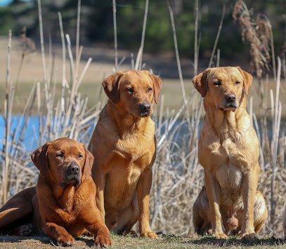 Wildrose Kennels