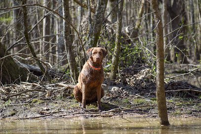 Redemption Retrievers