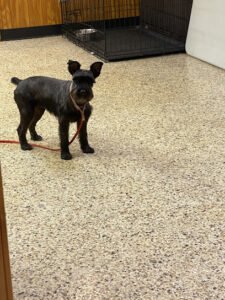 DuttonsK9Training & Grooming
