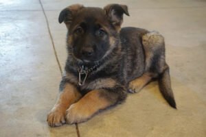 All-Breed Canine Behavioral