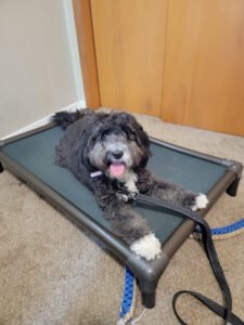 Chris’ Canine Training