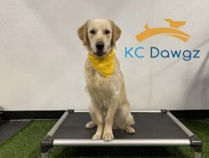 KC Dawgz Dog Training Academy