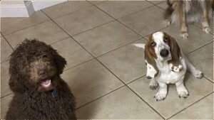 Youngs Dog Training LLC