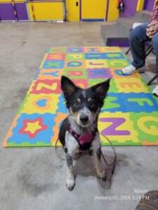 Great Start K-9 Obedience