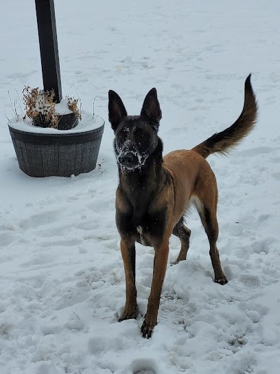 Praetorian Guard K9
