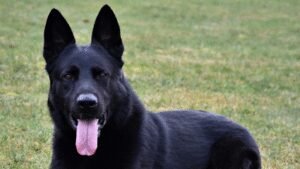 Rommelhaus Kennel