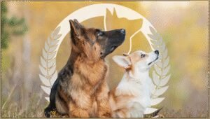 Dog Training Elite St. Louis