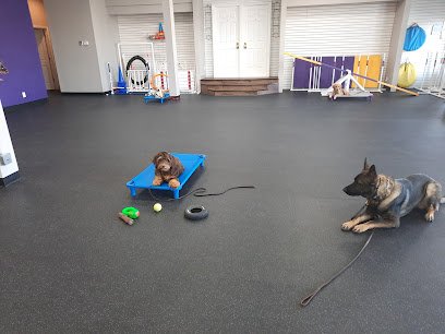 Dave’s STL K-9 Dog Trainers