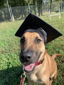 MidMo Dog Training