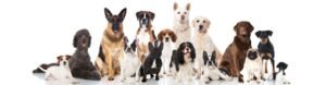 Charlotte the Dog Trainer