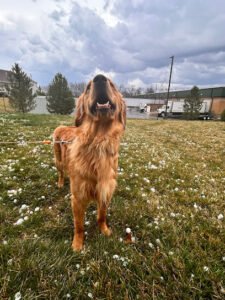 Westinn Kennels – K9 Bed n’ Breakfast