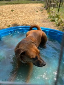 Top Dog USA