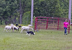 Rottiewe Farm
