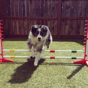 Zelda’s Dog Academy LLC