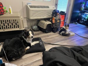 K&E Dog Training