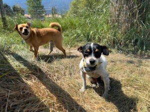 Wind River Canine Partners, Dog Training & Boarding