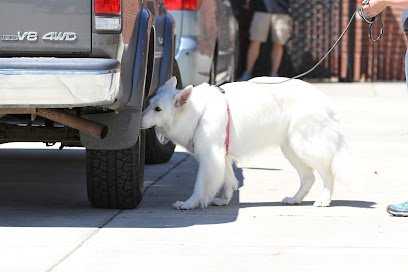 The Canny Canine