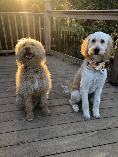 Meraki Dog Training