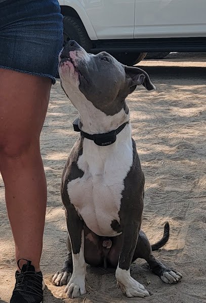 Frog Dog Canine Services