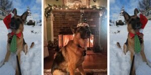The Timeless Dog, LLC