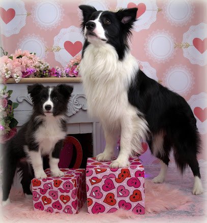 Jolly Dog LLC