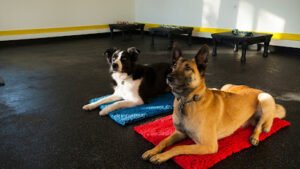 You and Your Dog Training & Services
