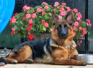 Olympia Kennels
