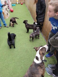 K9 to 5 Dog Services
