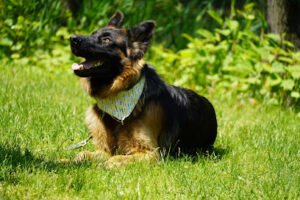 Cosmic Canine – New Jersey