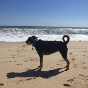 Brett Shelby Professional Dog Trainer