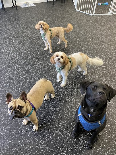 Paws -N- Learn Academy