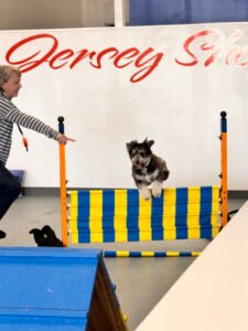 Off Leash K9 Training, Jersey Shore