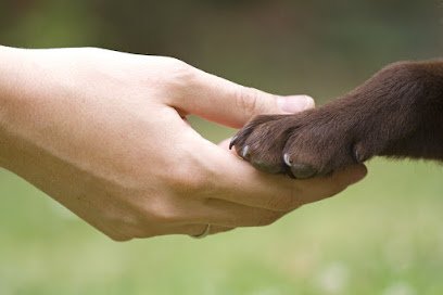 David’s Dog Training