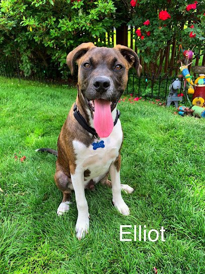 The Dog Clicker, LLC.