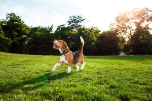 Team Barker Dog Training