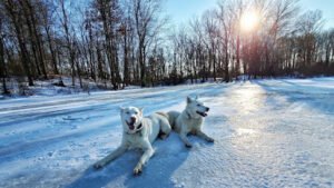 Volancy Dogs