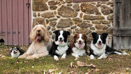 Training Aces Dog Training