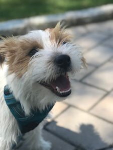 Hudson Barks