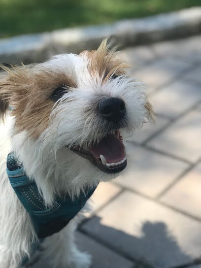 Hudson Barks